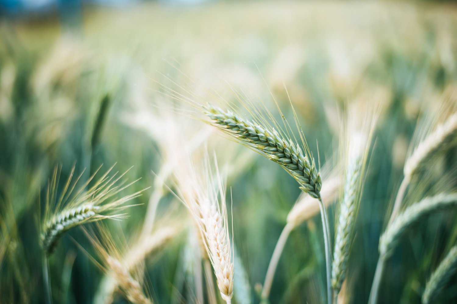 close-up-barley-grain-before-harvesting