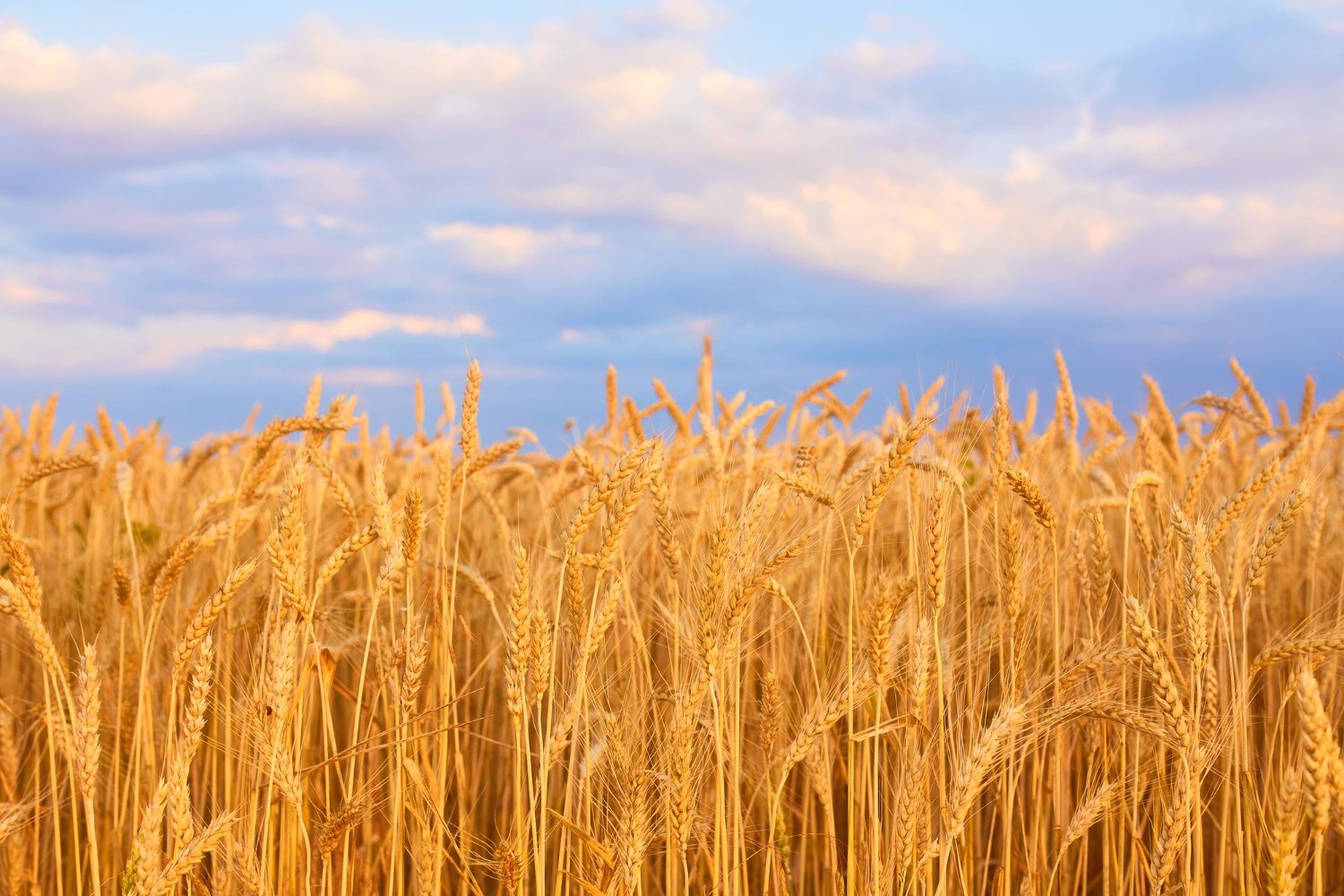 image-wheat-field-with-blue-sky