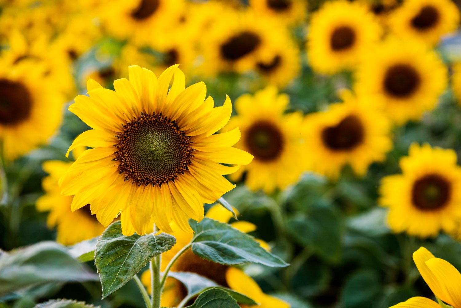 sumflower-nature-blossom-meadow-growth