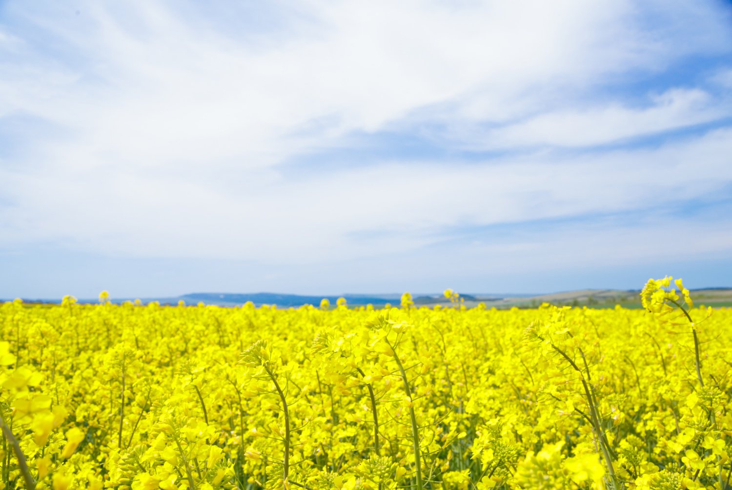 yellow-field-rapeseed (1)